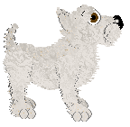 Andervale Pristine Reflections — “Tavish”