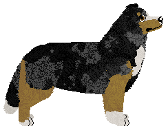 Wulver Yorkshire Bred — “Colin”