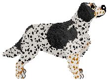 Shades The Loco-Motion — “Walther”