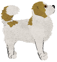 BFK's Good Golden Boy — “Rocky”