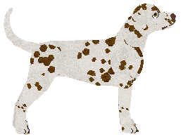 Rosestone's Chocolate Covered Spots — “Caddy”