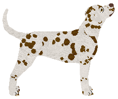 Rosestone's Chocolate Covered Spots — “Caddy”