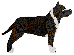 Kamvis' Rough and Ready — “Cowboy”