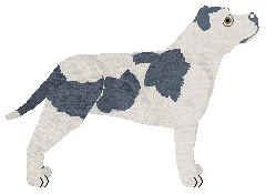 Blizzard LAILA ALI — “Laila”