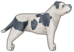 Profile image of Blizzard LAILA ALI