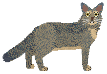 Mirror Blue's Golden Slumbers — “Jolie”