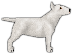 Profile image of Kamvis' White Rose