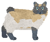 Mirror Blue's Waltzing Matilda — “Mattie”