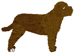 Energizing EVERYBODY POMARAŃCZE — “Phoebe”