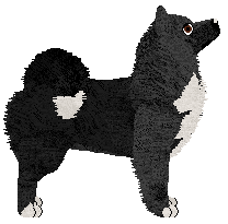 Dragosani CZARNE JAK HEBAN — “Demon”