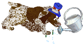 Energizing Sweet Sixteen — “Ciri”