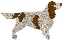 Evanescence Cold Case — “Czika”