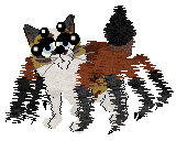 Aniseed/Calluna's Sunny Casinos — “Jonquil”