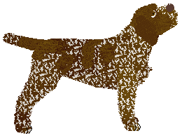 Vento de Espero's Dark Chocolate — “Darton”