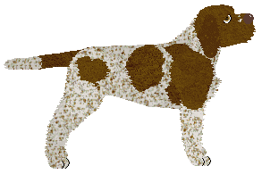 Novablue Kungens Krona — “King”