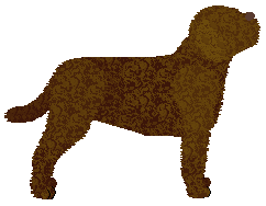 Dragosani DEAD SILENCE — “Bindi”