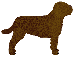 Dragosani DEAD SILENCE — “Bindi”