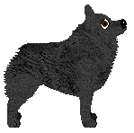 Cansas' Belle Noirette — “Noire”