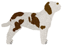 Kamvis' Albano Laziale — “Pinto”