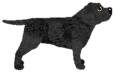 My Lullaby STAFFKAR — “Młody”