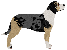 Pemberley Bachelor Boy — “Buddha”