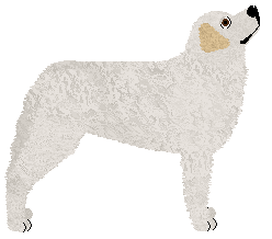 Profile image of Vulpes Tundra Storm of Frostmourne