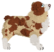 Spellbound's Cootamundra Wattle at Gracepoint — “Coralie”