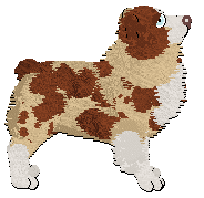 Spellbound's Cootamundra Wattle at Gracepoint — “Coralie”