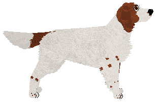 SettFever That Way — “Kropek”