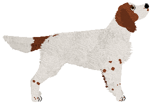 SettFever That Way — “Kropek”