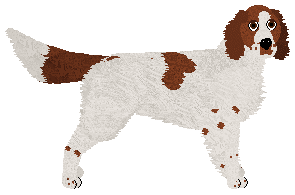 Conformation Champion: SettFever Yanda