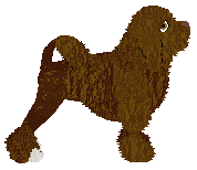 Czeko's Czekoladowe Ciastko — “Shaggy”