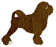 Czeko's Czekoladowe Ciastko — “Shaggy”