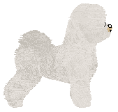 Novablue Bronze Bear — “Bronze”