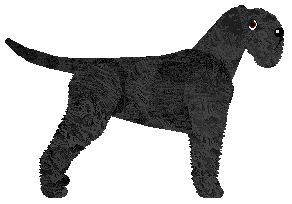 Dragosani TAKI KAPRYS — “Kaprys”