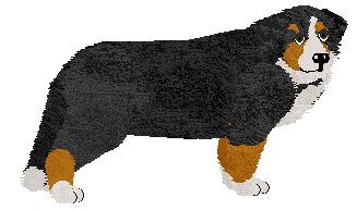 Conformation Champion: Nugat at Tricolor Dream