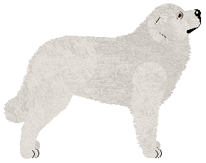 Oakley's Reinkarnacja — “Tatra”