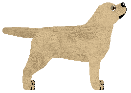 Profile image of MORPHEE's Nergal