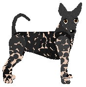 Conformation Champion: Morphee`s STRACH SIE BAC