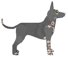 Dragosani PIĘKNY DRAŃ — “Connor”