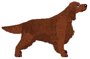 Andervale's Sunrise Aflame — “Conry”