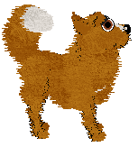 EC's Little Fox Boy — “Pax”