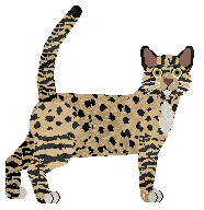 Profile image of Loveshack The Third