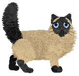 Loveshack Chi-Chi — “Neal”