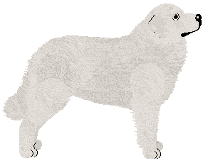 Kamvis' HARNAŚ — “Harnaś”