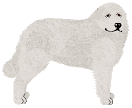 Profile image of Kamvis' HARNAŚ