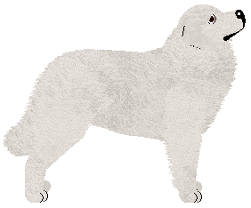 Polka Prosto z gór — “Gooral”