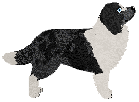 Dragosani NAJLEPSZY TOWAR — “Cocca”