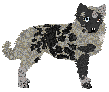 Profile image of Dragosani HOKUS POKUS