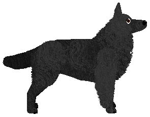 Aye Aye's Tropic Lightning — “Gloria”